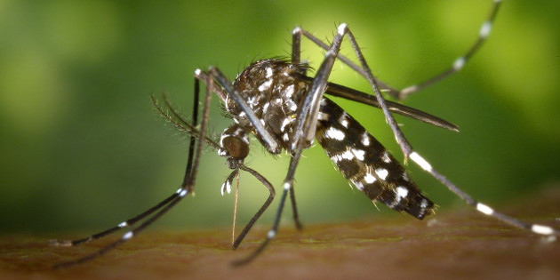 Prédire les mutations à l’origine des épidémies