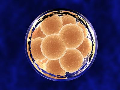 La recherche sur l’embryon autorisée et encadrée