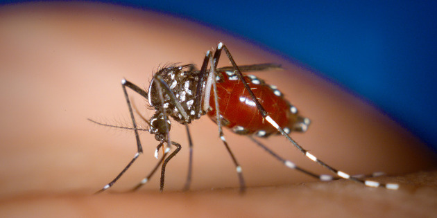Evaluation des tests sérologiques de diagnostic du virus Chikungunya