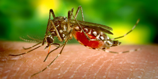 Marisol Touraine salue l’arrivée prochaine  d’un vaccin français efficace contre la dengue
