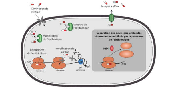 Un nouveau mécanisme d’antibiorésistance découvert chez Listeria monocytogenes