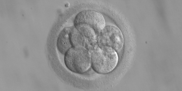 Le diagnostic pré-implantatoire autorisé au CHU de Nantes