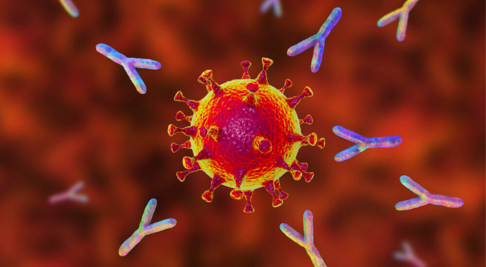 des anticorps s'attaquent aux protéines spike d'un virus Sars-Cov2
