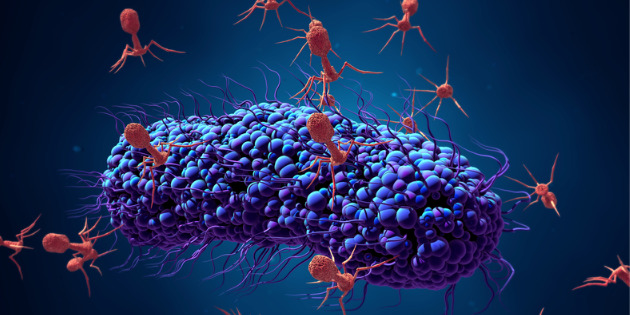 Les bactériophages, des alliés dans la lutte contre l’antibiorésistance