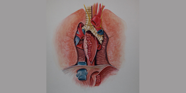 HAS et endomicroscopie optique dans le cadre du cancer superficiel de l’oesophage