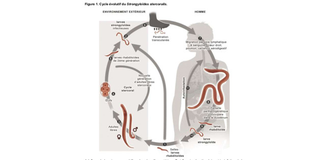 Actualisation des actes de biologie médicale relatifs au diagnostic de la strongyloïdose Actualisation des actes de biologie médicale relatifs au diagnostic de la strongyloïdose