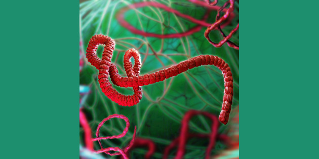 Confirmation de la persistance du virus Ebola dans le sperme des survivants à l’épidémie