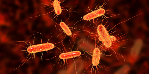 Analyse de la résistance d’E.coli aux carbapénèmes