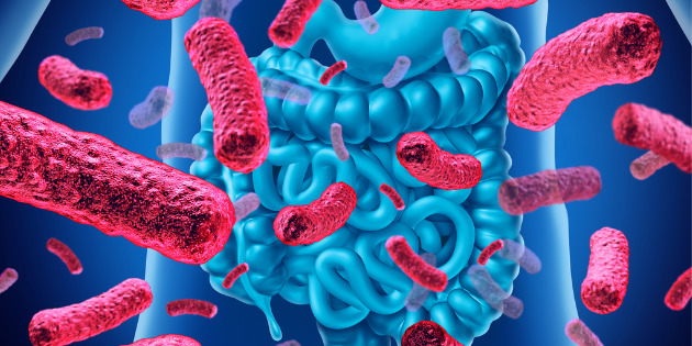 La SNFGE dénonce l’absence d’intérêt clinique des tests d’analyse du microbiote intestinal