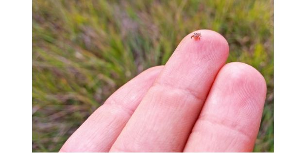 Lyme : de nouvelles recommandations qui font polémique Lyme : de nouvelles recommandations qui font polémique