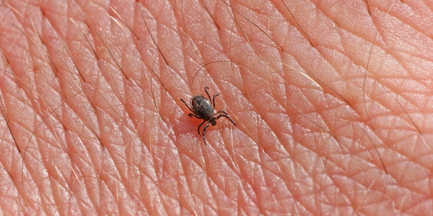 Maladie de Lyme : prise de position de l’Académie nationale de médecine et du Haut Conseil de la Santé publique Maladie de Lyme : prise de position de l’Académie nationale de médecine et du Haut Conseil de la Santé publique