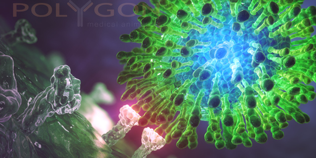 Crédit photo : © Polygon Medical Animation