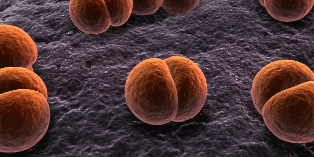 Évaluation de la recherche du méningocoque (Neisseria meningitidis) et du pneumocoque (Streptococcus pneumoniae) par amplification génique dans le diagnostic des méningites Évaluation de la recherche du méningocoque (Neisseria meningitidis) et du pneumocoque (Streptococcus pneumoniae) par amplification génique dans le diagnostic des méningites
