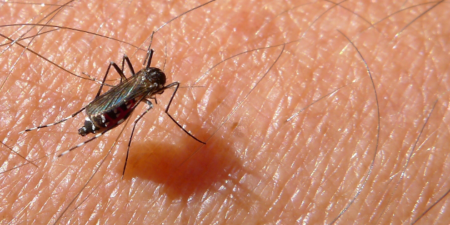 Le Chikungunya très surveillé dans les Antilles