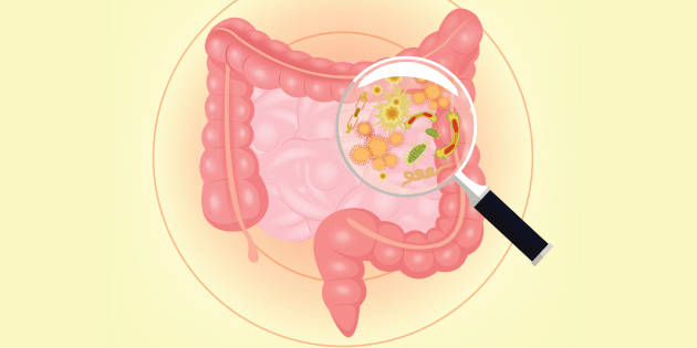 Des milliers de gènes de résistance aux antibiotiques découverts dans le microbiote intestinal