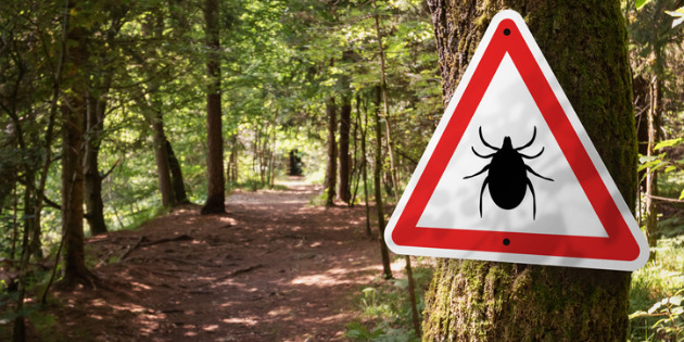 Maladie de Lyme : un guide du parcours de soins