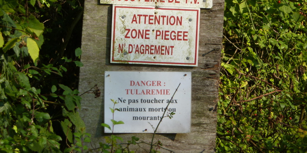 Chasse : attention à la tularémie Chasse : attention à la tularémie