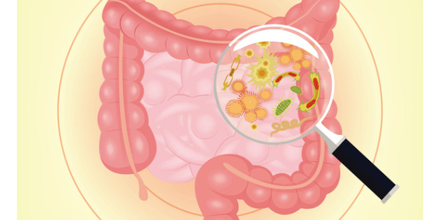 Les bactériophages du microbiote, perspective thérapeutique contre E.coli ?