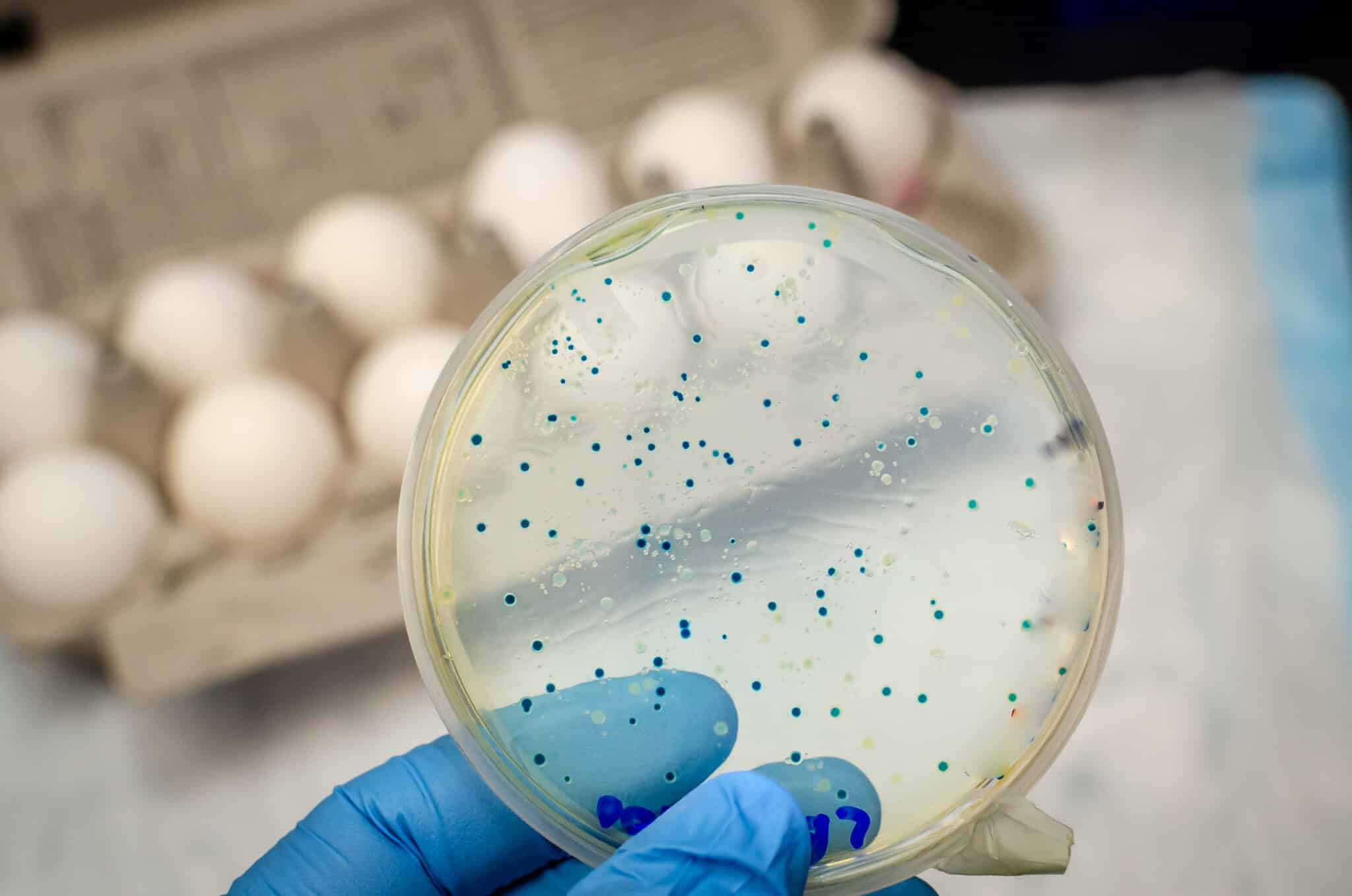 Bactéries entériques : les LBM à l’appui de la recherche