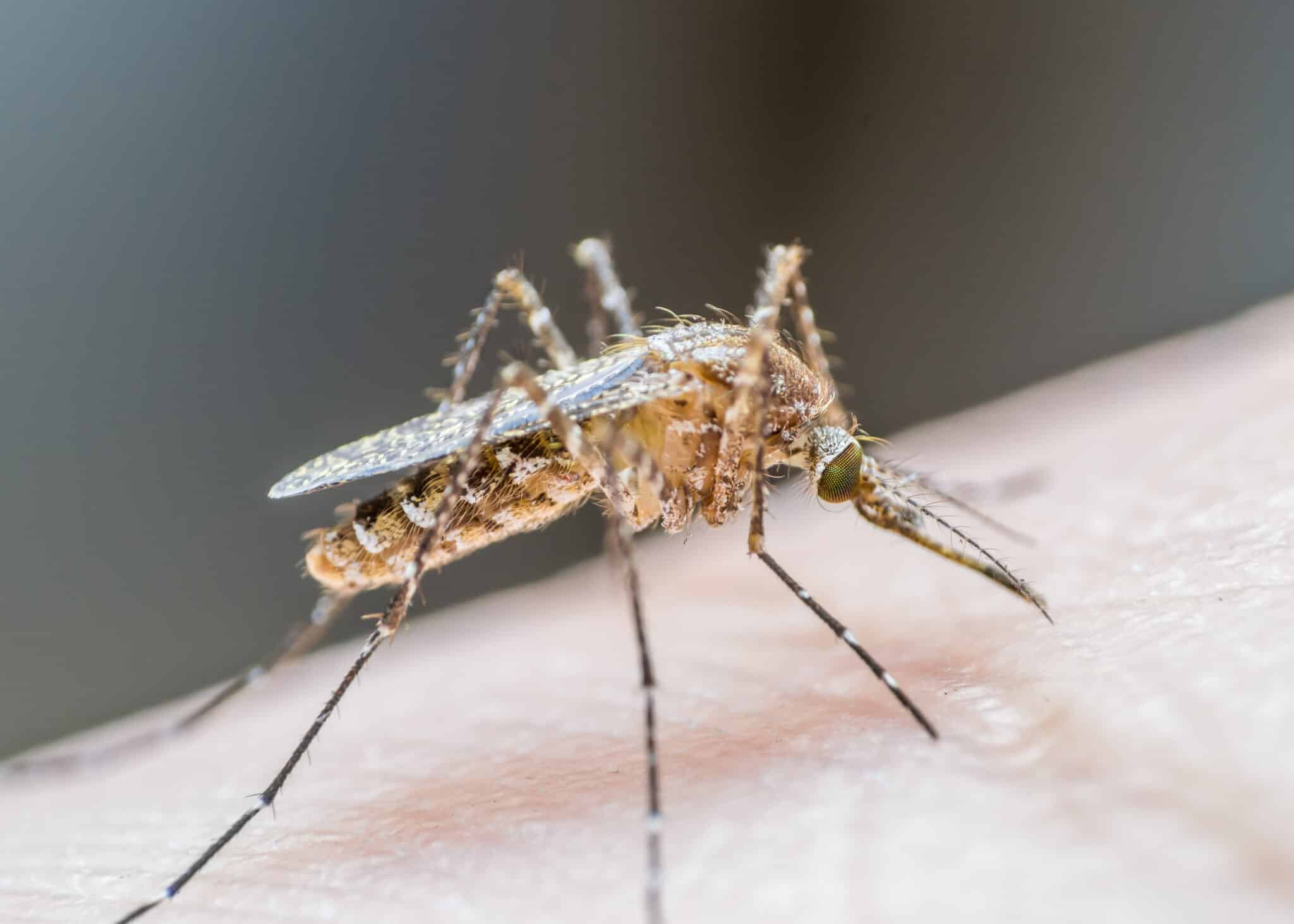 Attention au West Nile Virus, surtout lors des transfusions Attention au West Nile Virus, surtout lors des transfusions