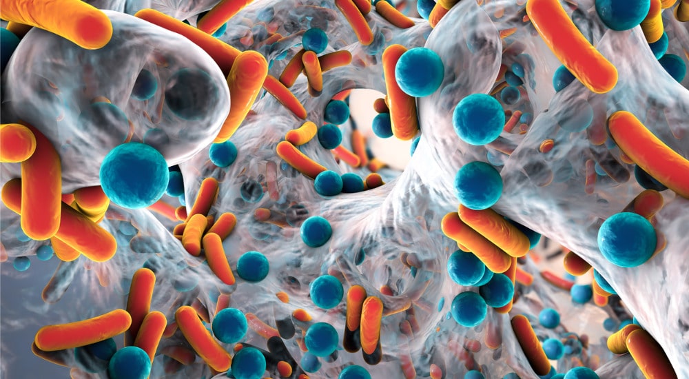 Escherichia coli,biofilm,antibiorésistance