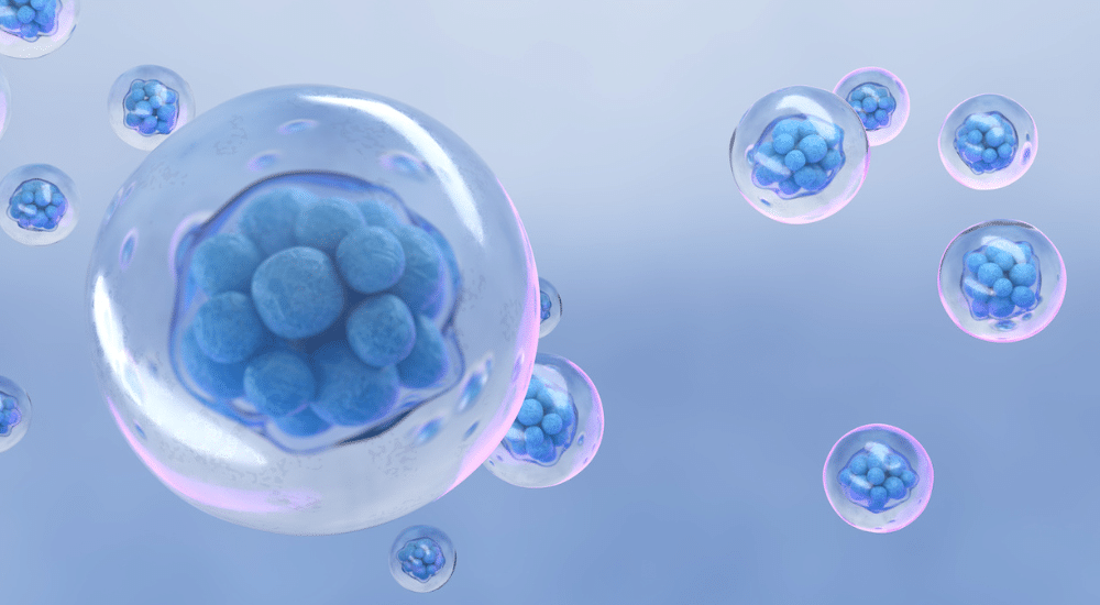 Des embryons synthétiques de souris créés de manière efficace et reproductible