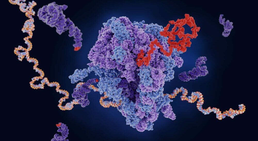 Ribosome traduisant l’ARN messager en chaîne de polypeptide