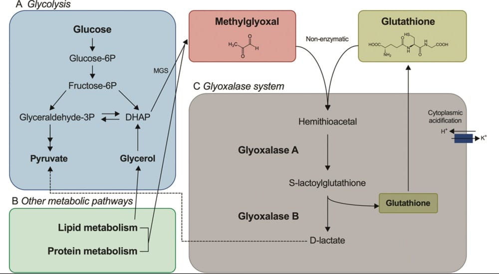 D-lactate,biomarqueur,bactériémie