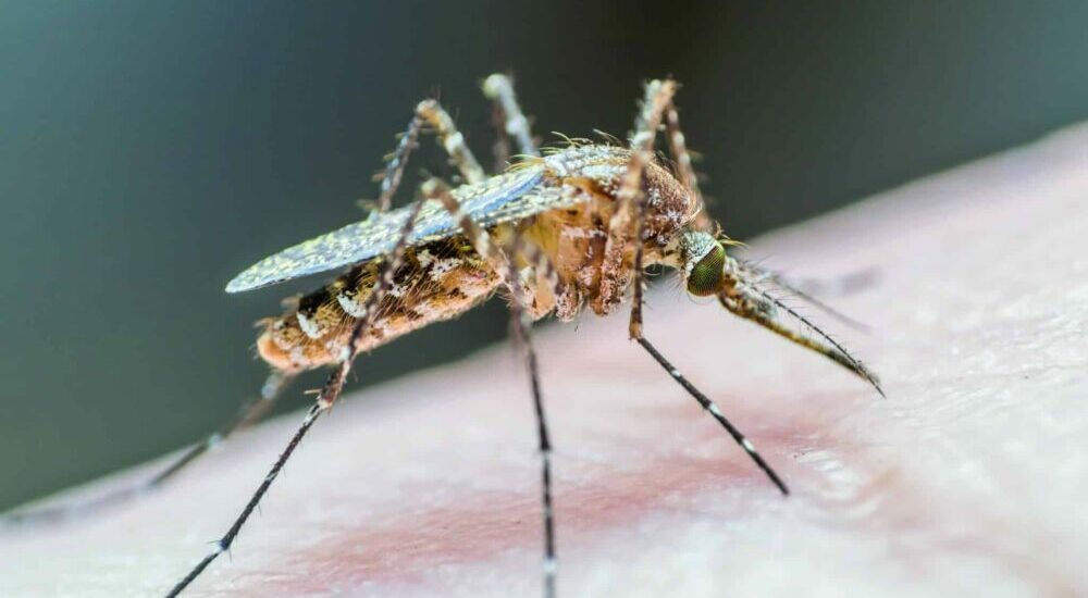 Doucement mais sûrement, les arbovirus arrivent Doucement mais sûrement, les arbovirus arrivent