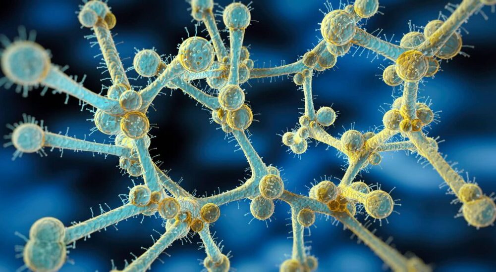 Illustration 3D des levures Candida auris