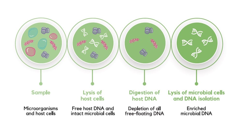 Le processus de lyse MolYsis