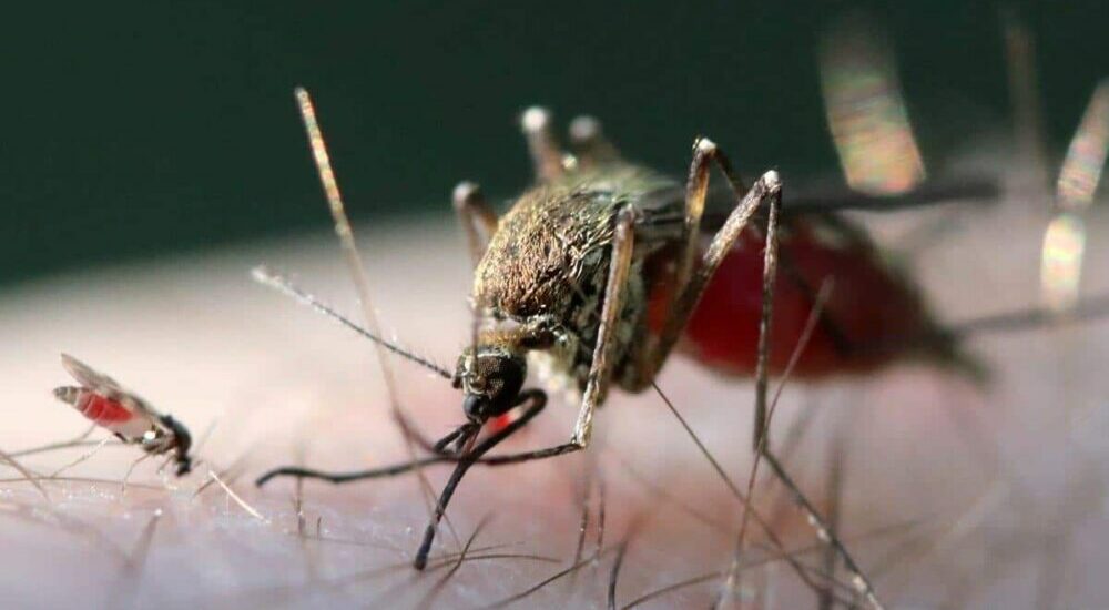 Culicoides paraensis