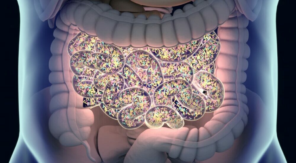 Illustration de la flore intestinale au niveau de l'intestin grêle.