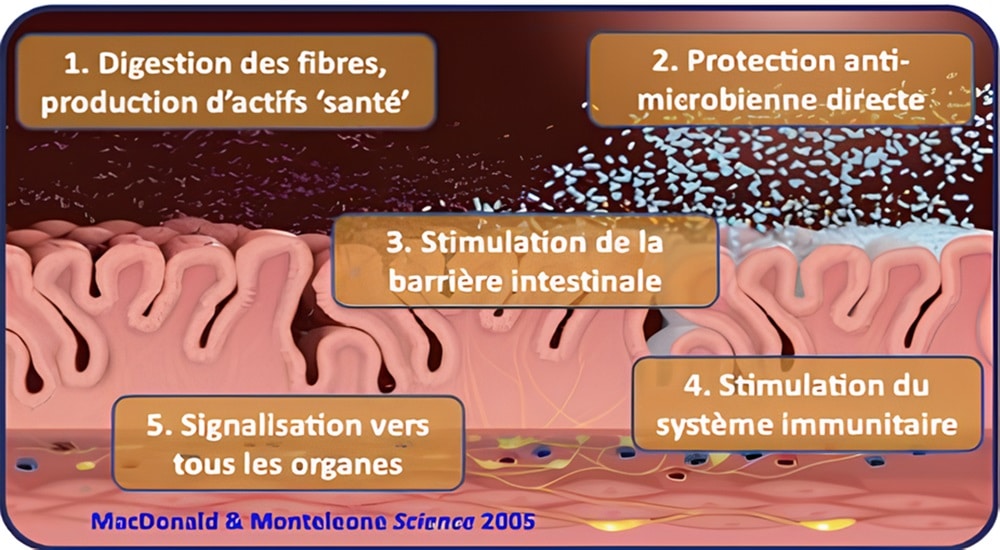 Les 5 fonctions du microbiote