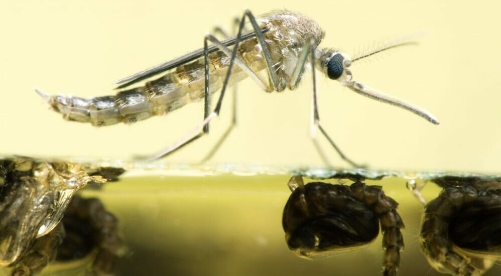 world mosquito day,arbovirose,dengue,chikungunya,west nile,zika