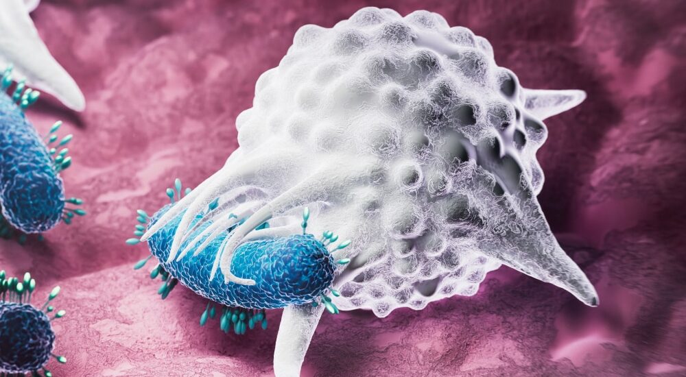 Macrophage en train de phagocyté une bactérie